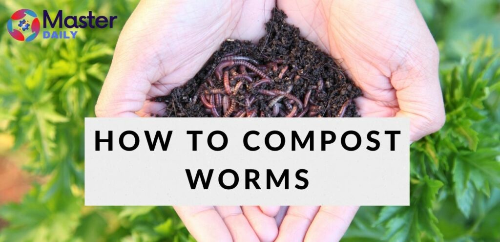 How To Compost Worms