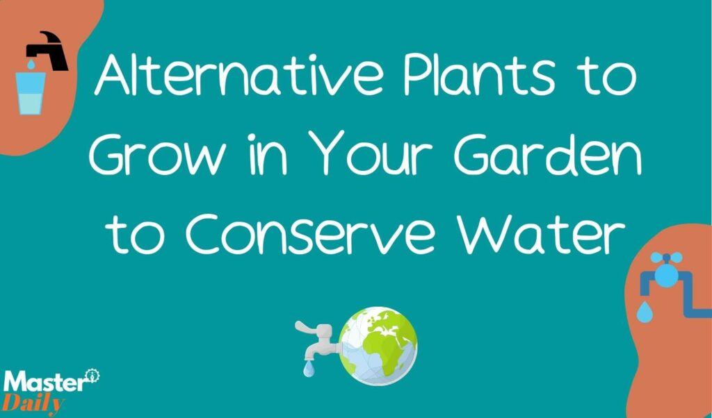 Alternative Plants to Grow in Your Garden to Conserve Water