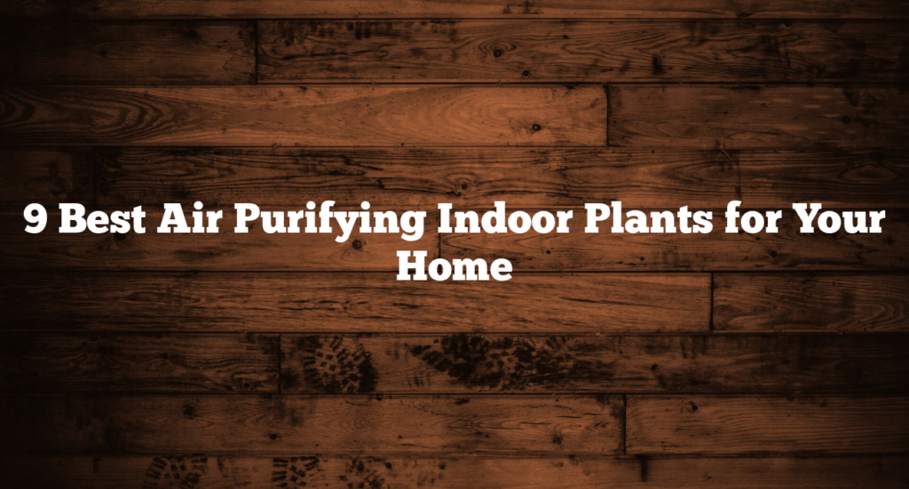 9 Best Air Purifying Indoor Plants for Your Home