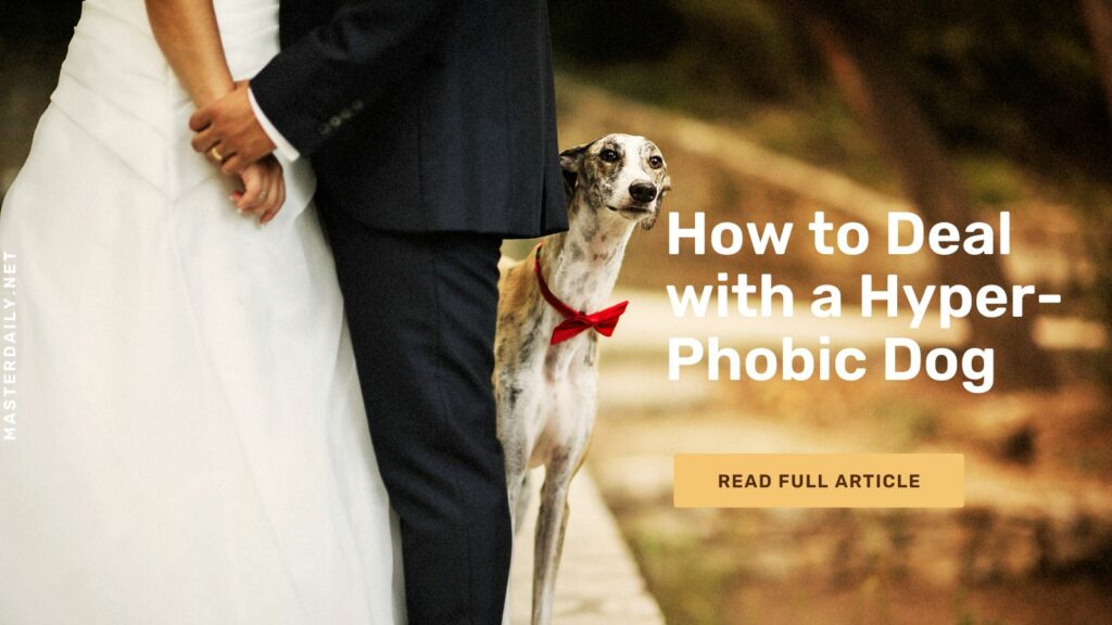 Deal with a Hyper-Phobic Dog
