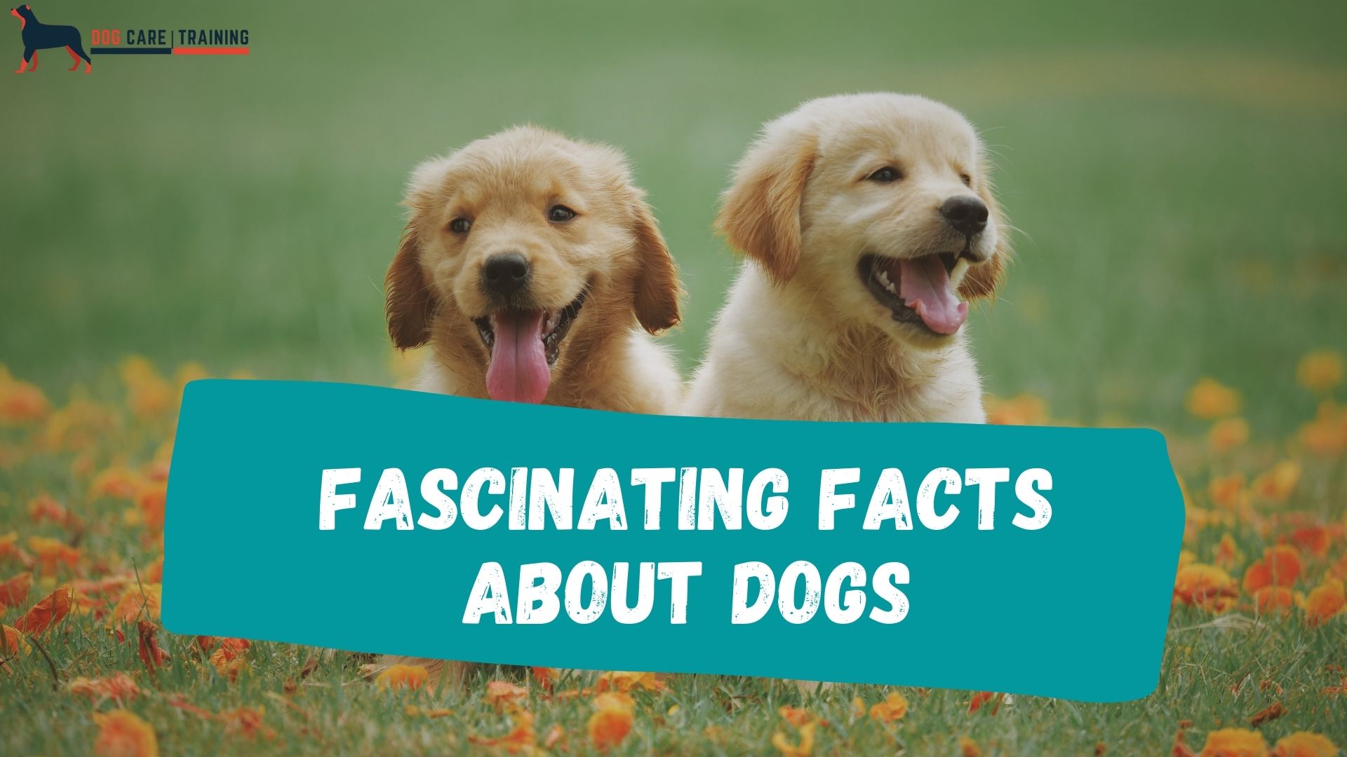 6 Fascinating Facts About Dogs