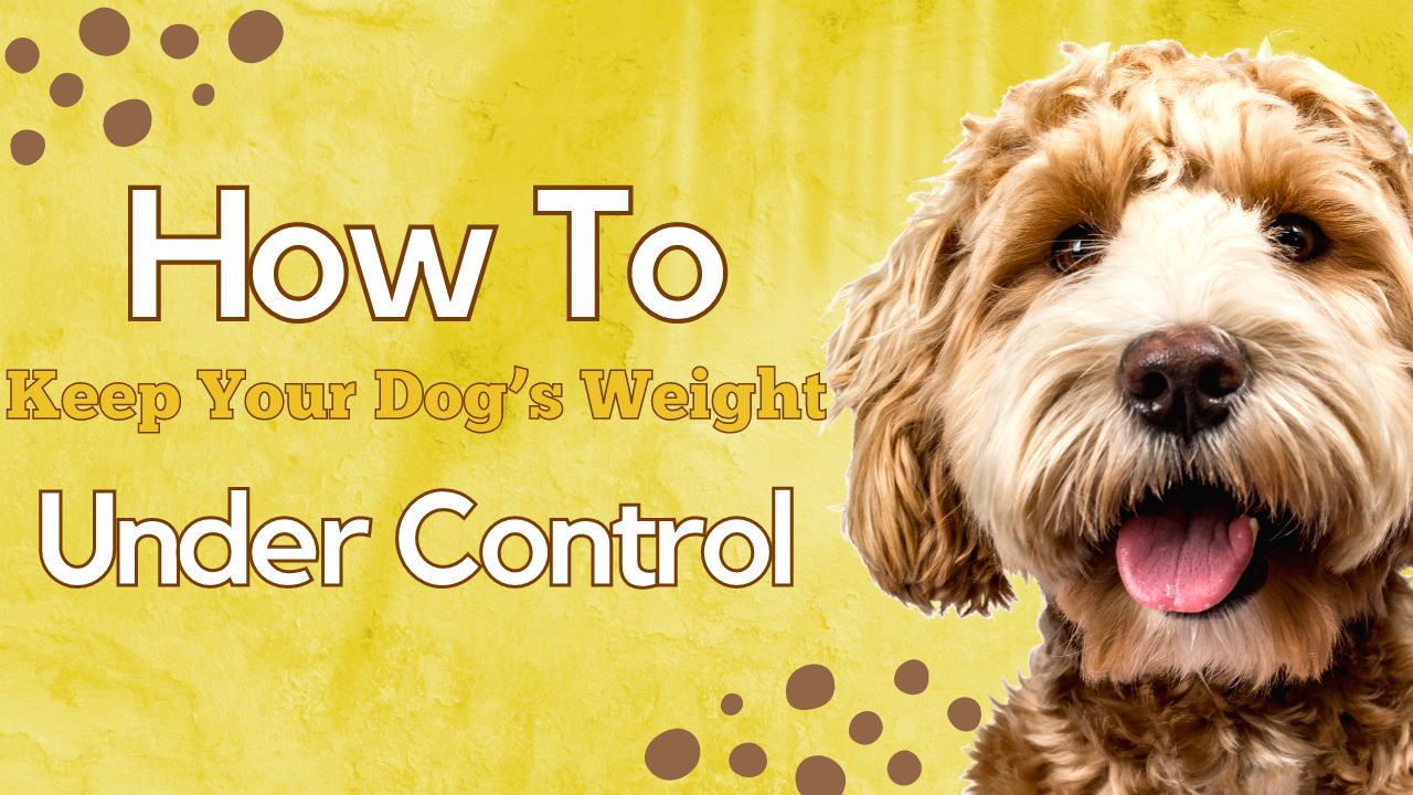 Keep Your Dog’s Weight Under Control