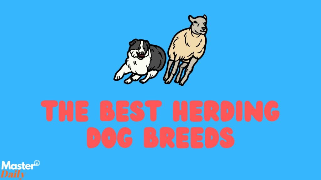 The Best Herding Dog Breeds