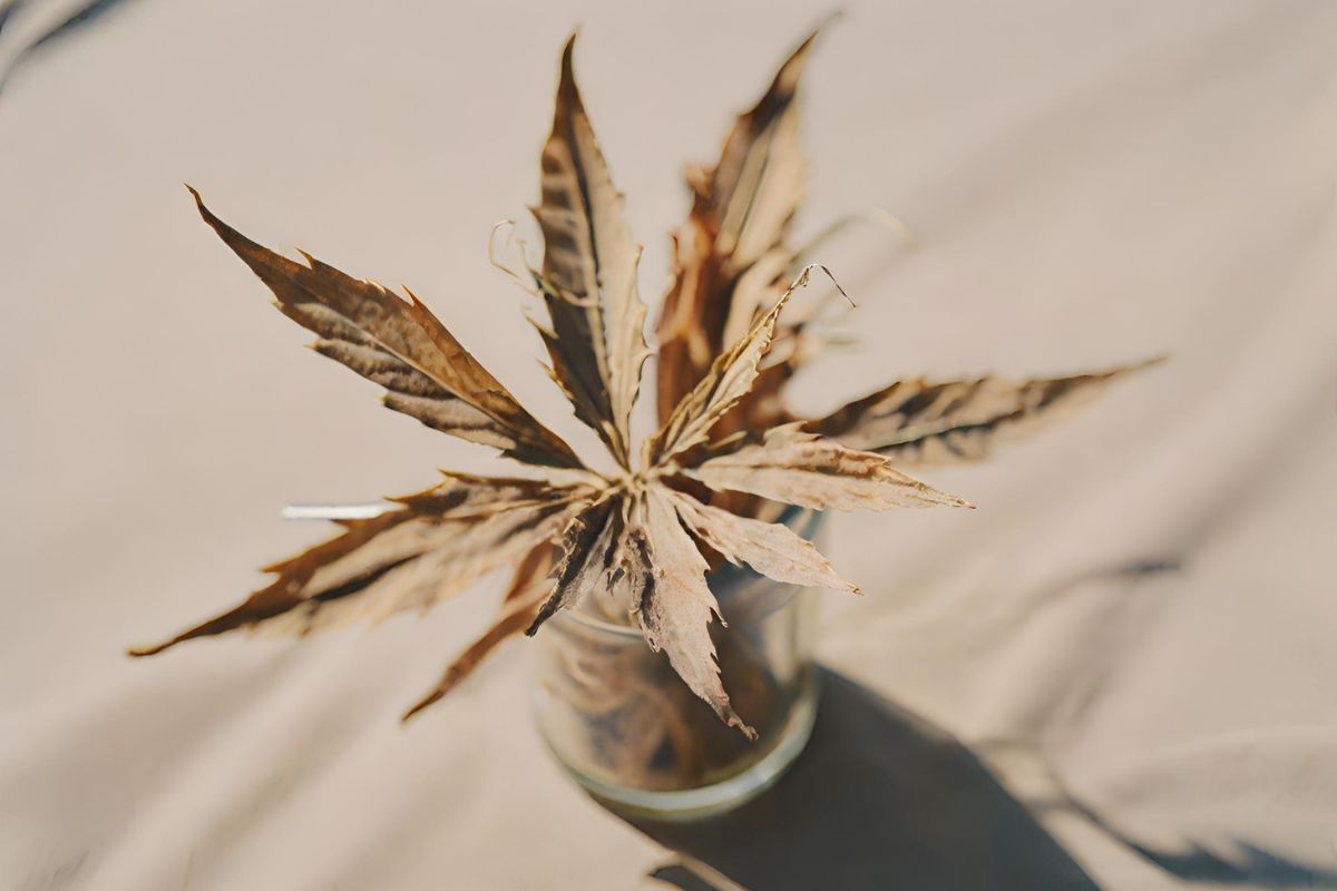 dried weed plant